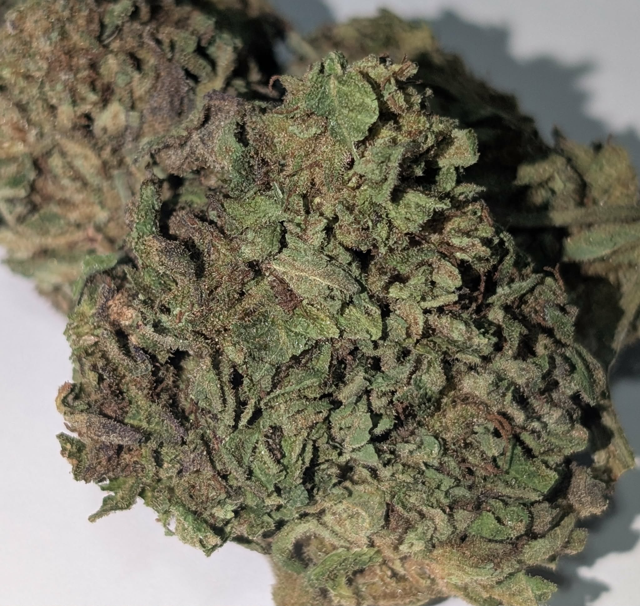 Genghis Khan - indica dom.      Rating : 50oz 