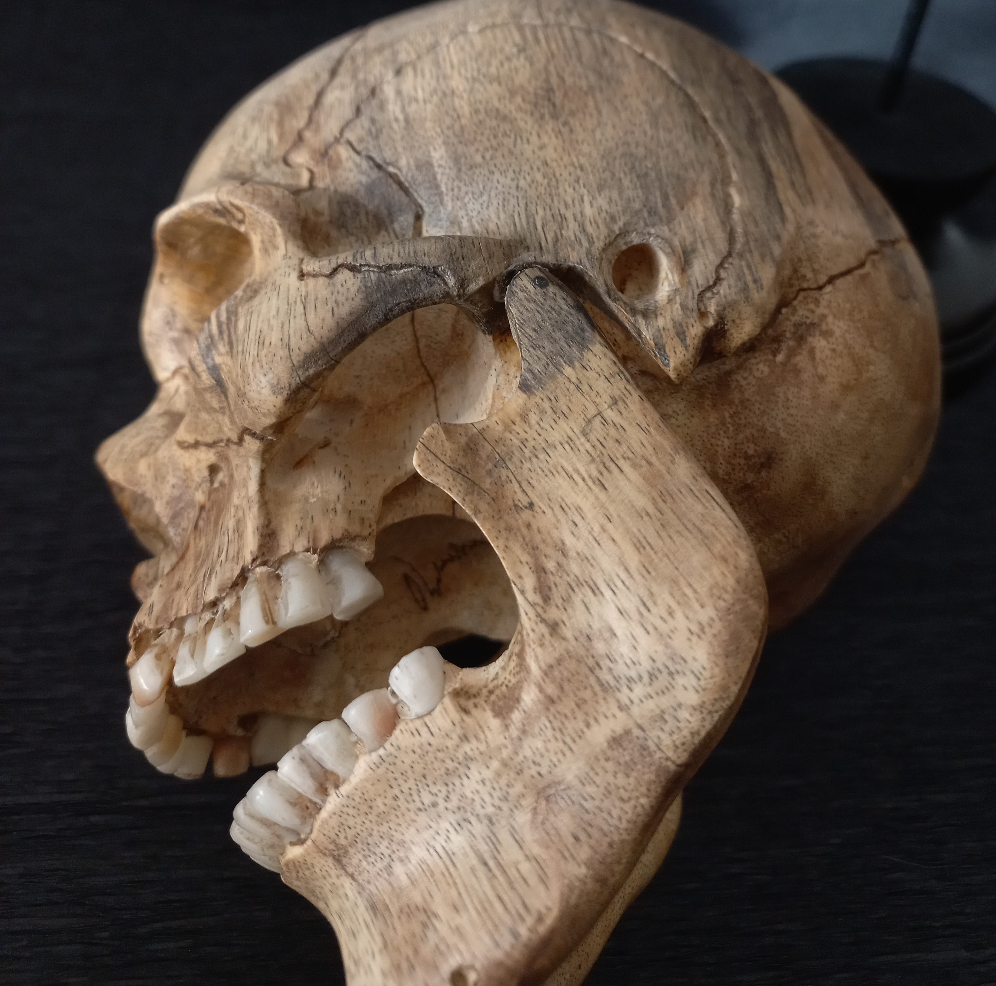 Teschio in legno su pedistallo, Memento Mori Stile Cabineto  della curiositá