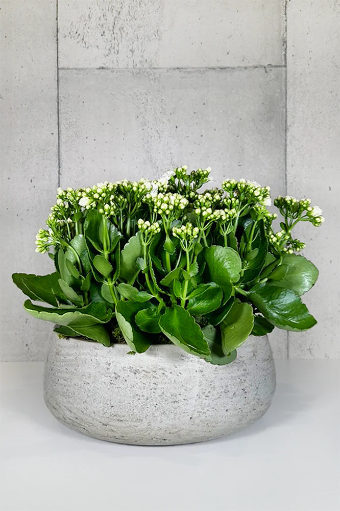 Kalanchoe Plant in Stone Pot