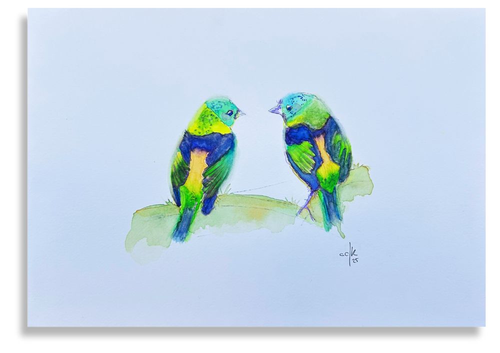 Casal Sairá Sete Cores / Green-headed Tanage Couple