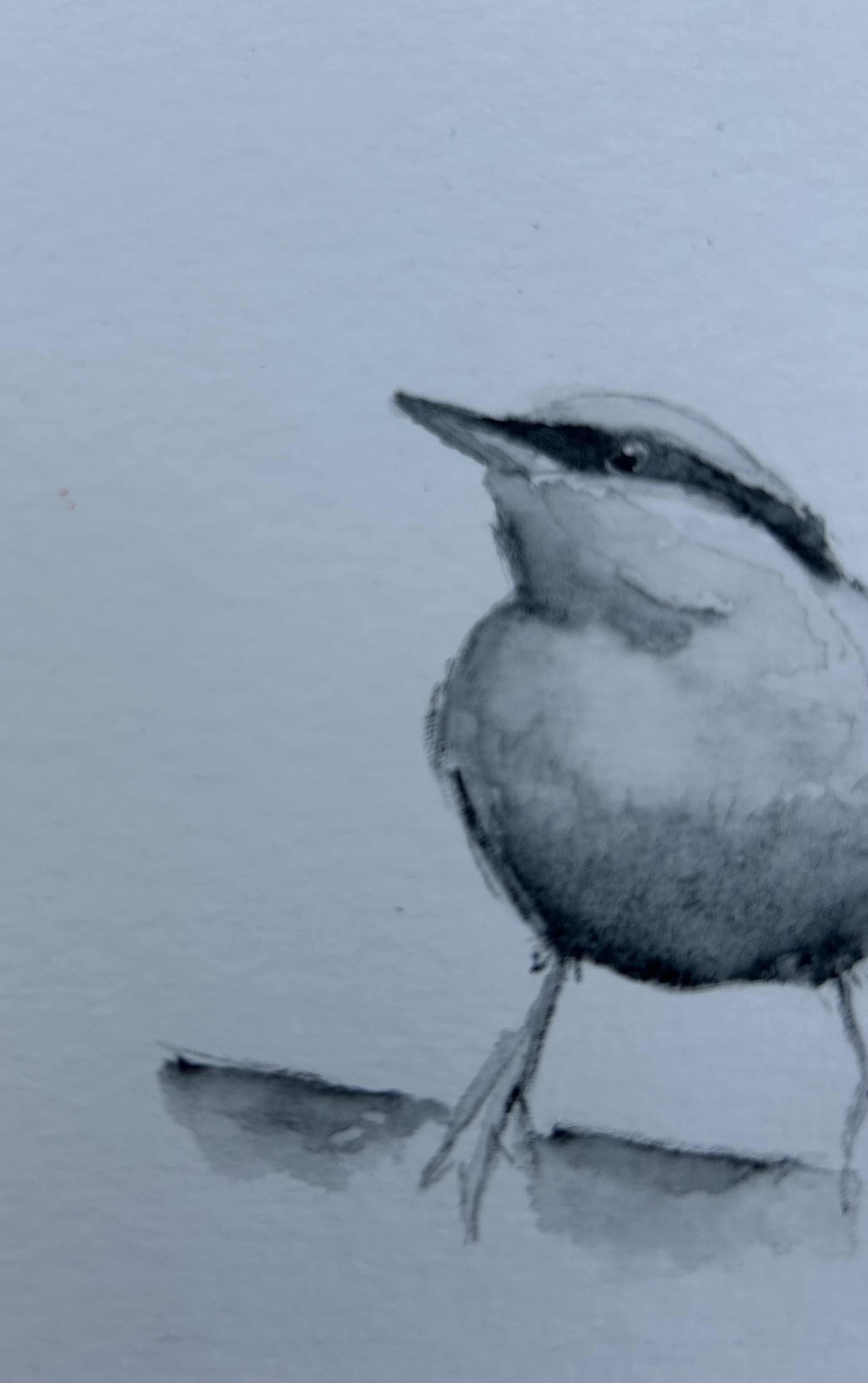 Bem-te-vi / Great Kiskadee