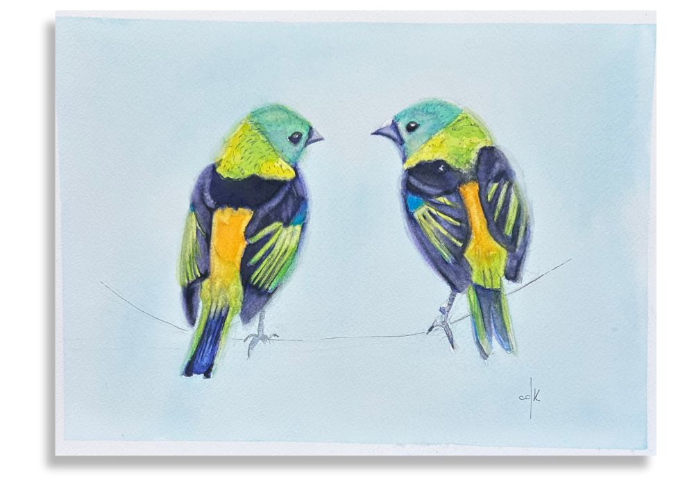 Sairá Sete Cores / Green-headed Tanage