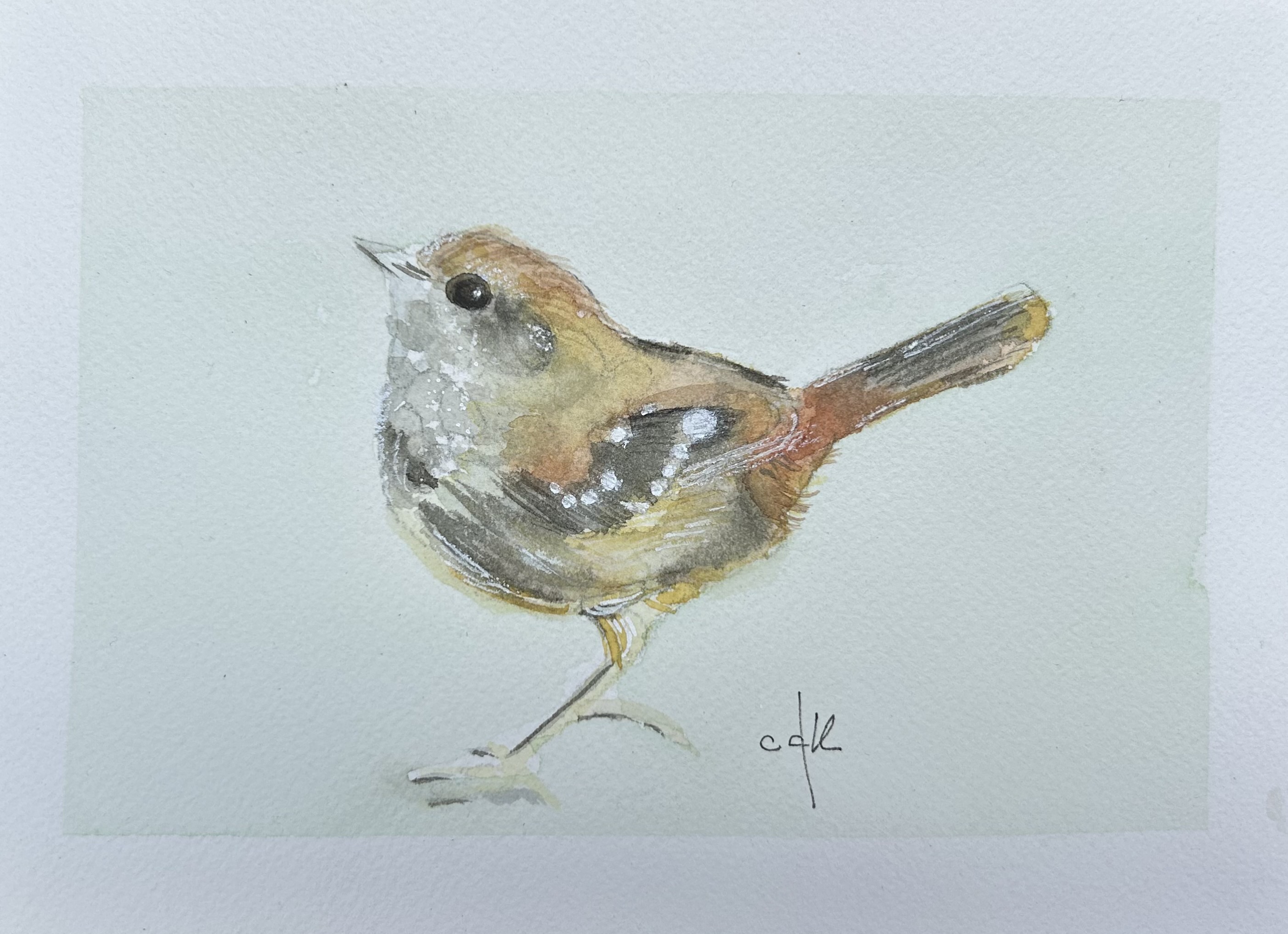 Papa-formiga-de-grota / Squamate Antbird