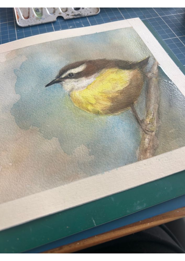 Cambacica | Bananaquit