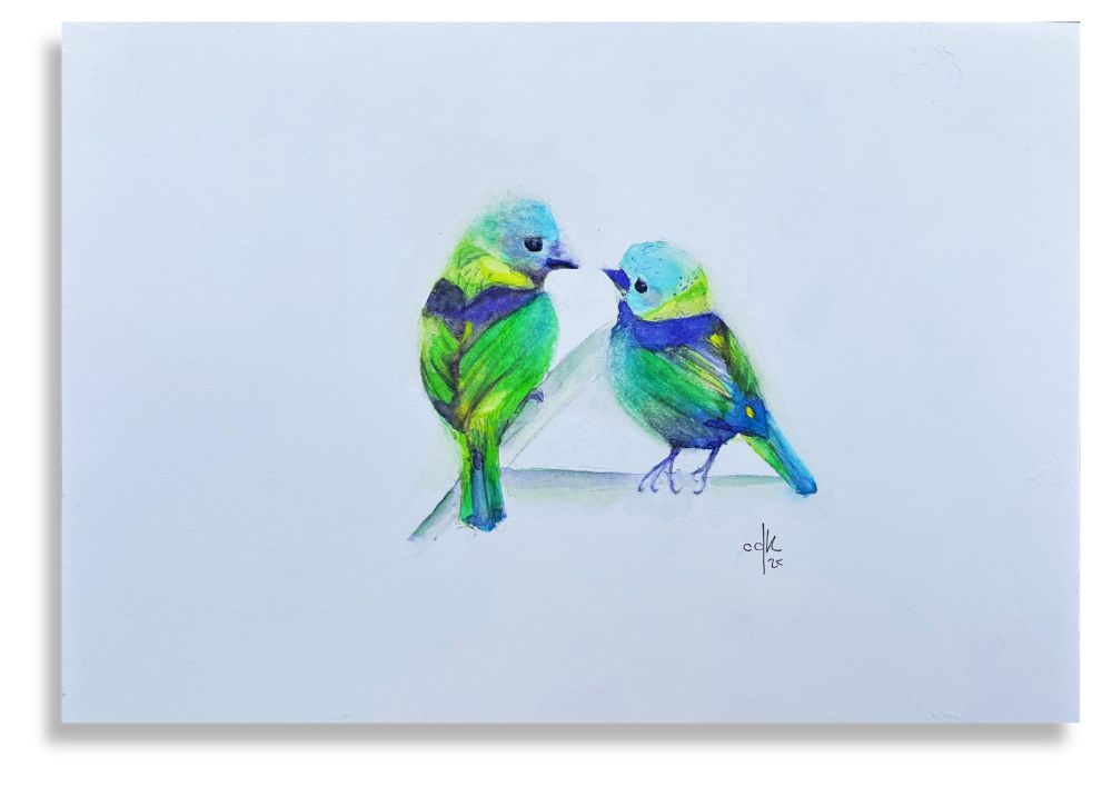 Casal de Sairas Sete Cores / Green-headed Tanage Couple