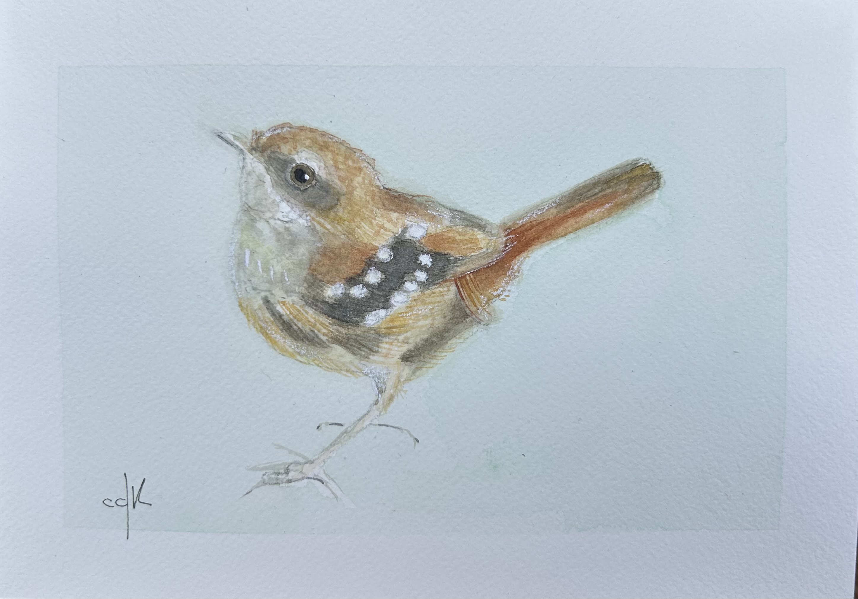 Papa-formiga-de-grota / Squamate Antbird