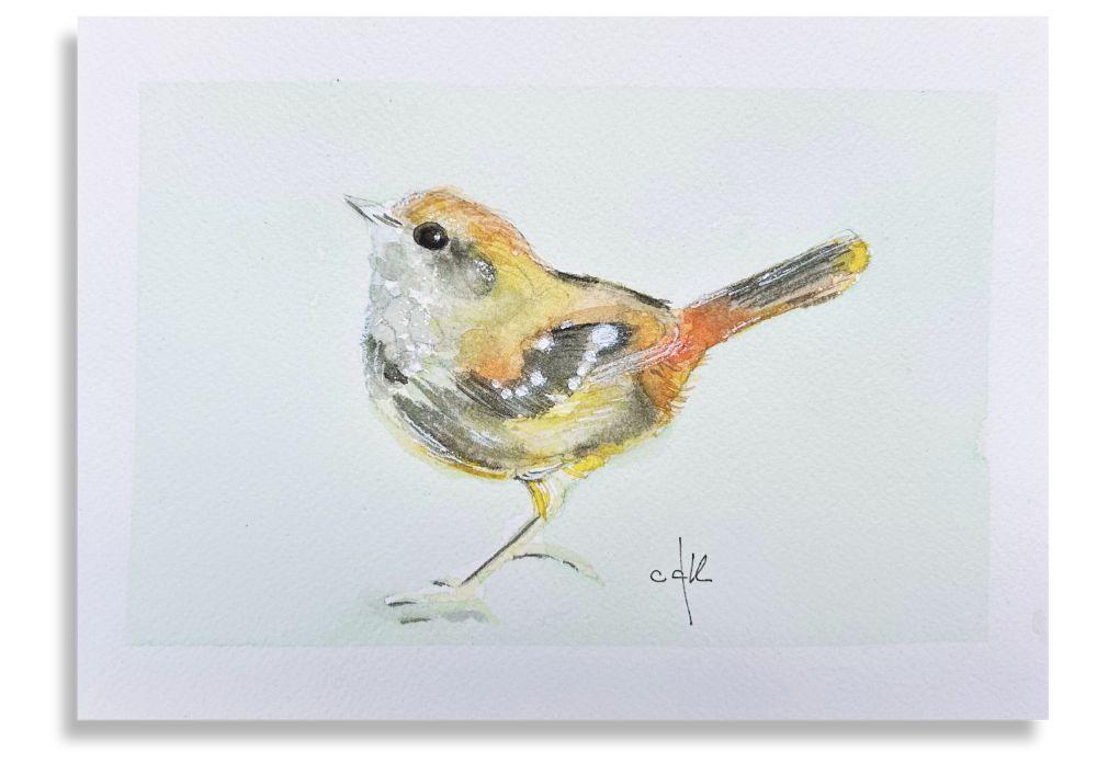 Papa-formiga-de-grota / Squamate Antbird