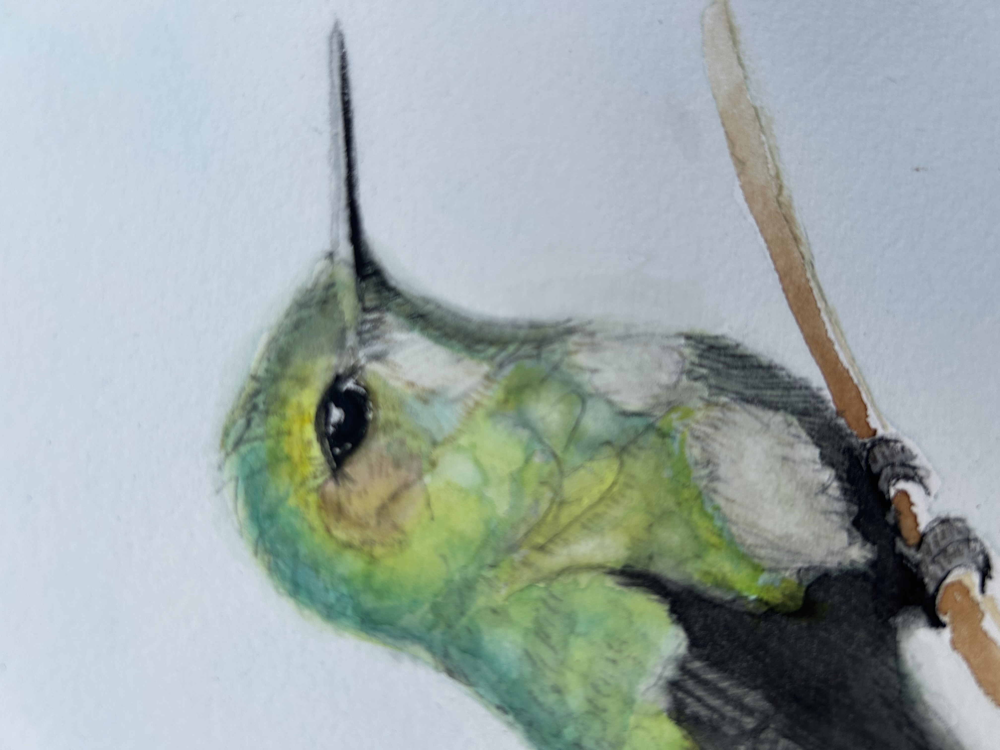 Bem-te-vi / Great Kiskadee