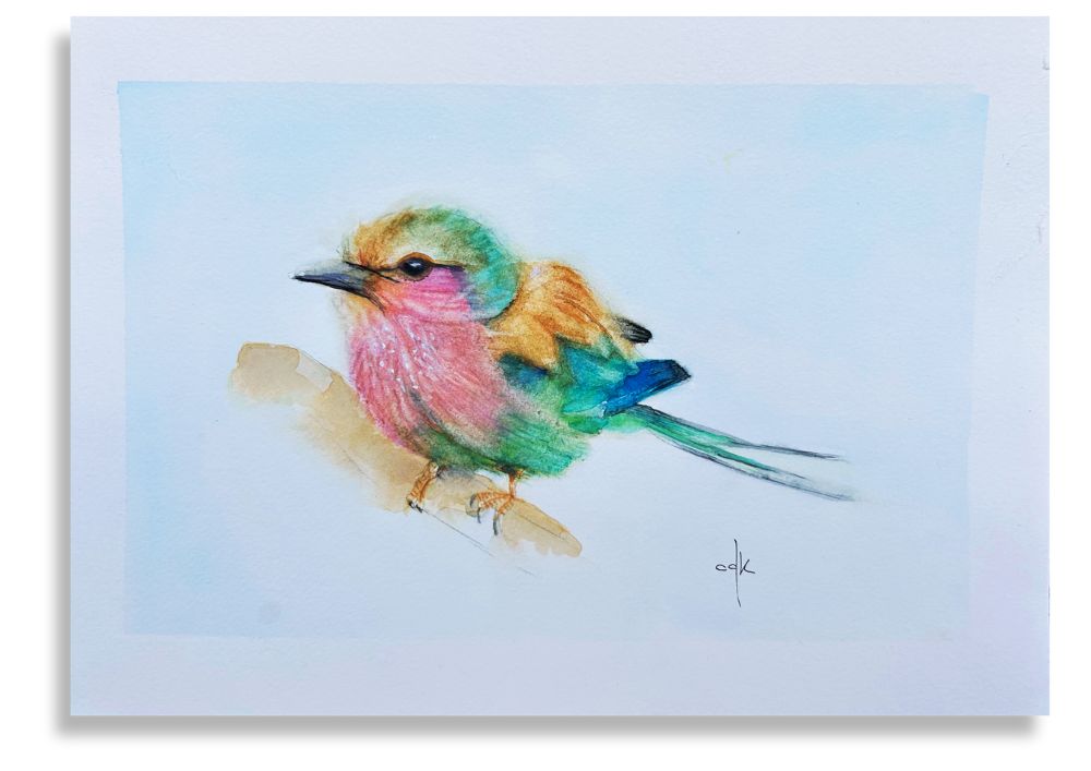 Rolieiro-de-peito-lilás / Lilac-breasted roller bird