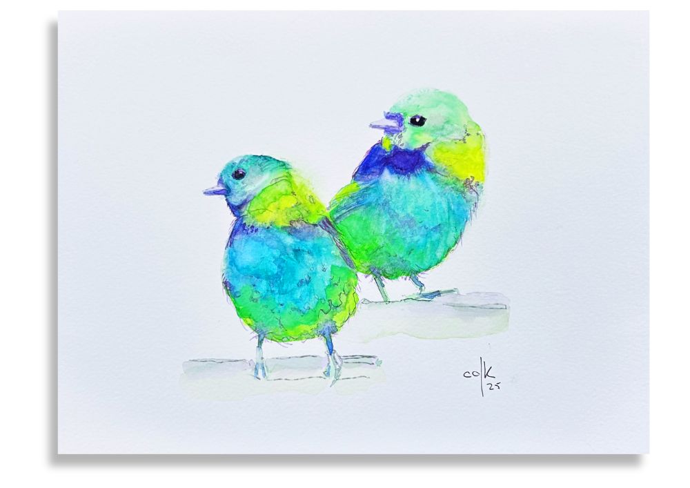 Sairás Sete Cores / Green-headed Tanage