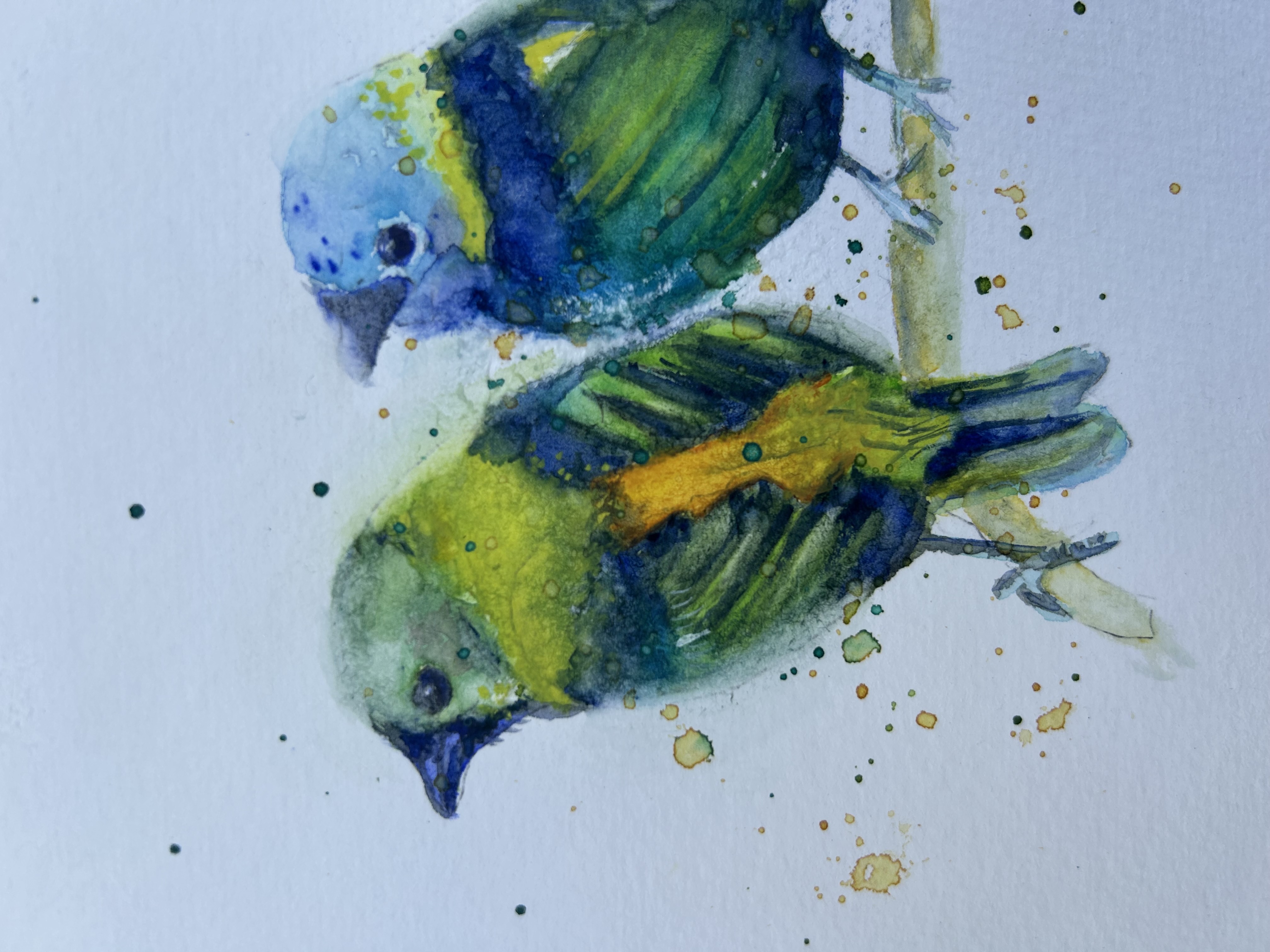 Sairás Sete Cores / Green-headed Tanage Couple