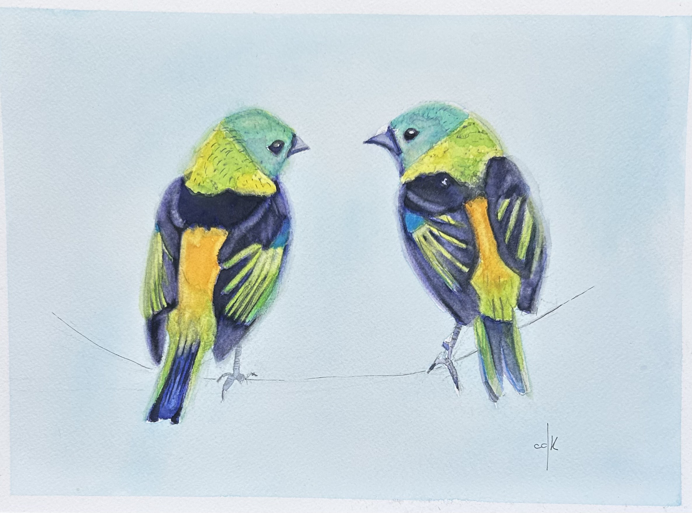 Sairá Sete Cores / Green-headed Tanage