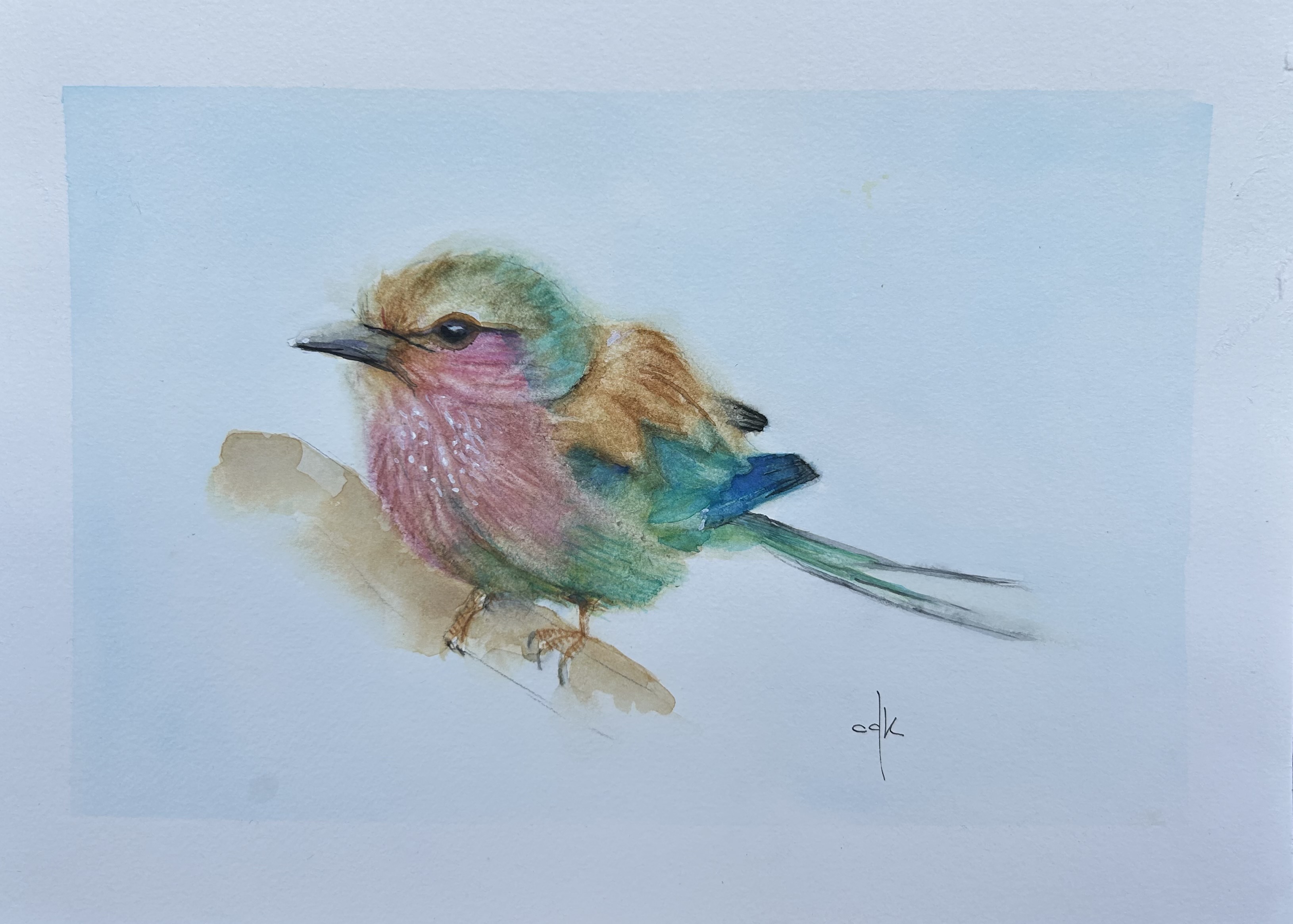 Rolieiro-de-peito-lilás / Lilac-breasted roller bird