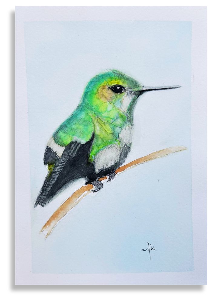 Bem-te-vi / Great Kiskadee