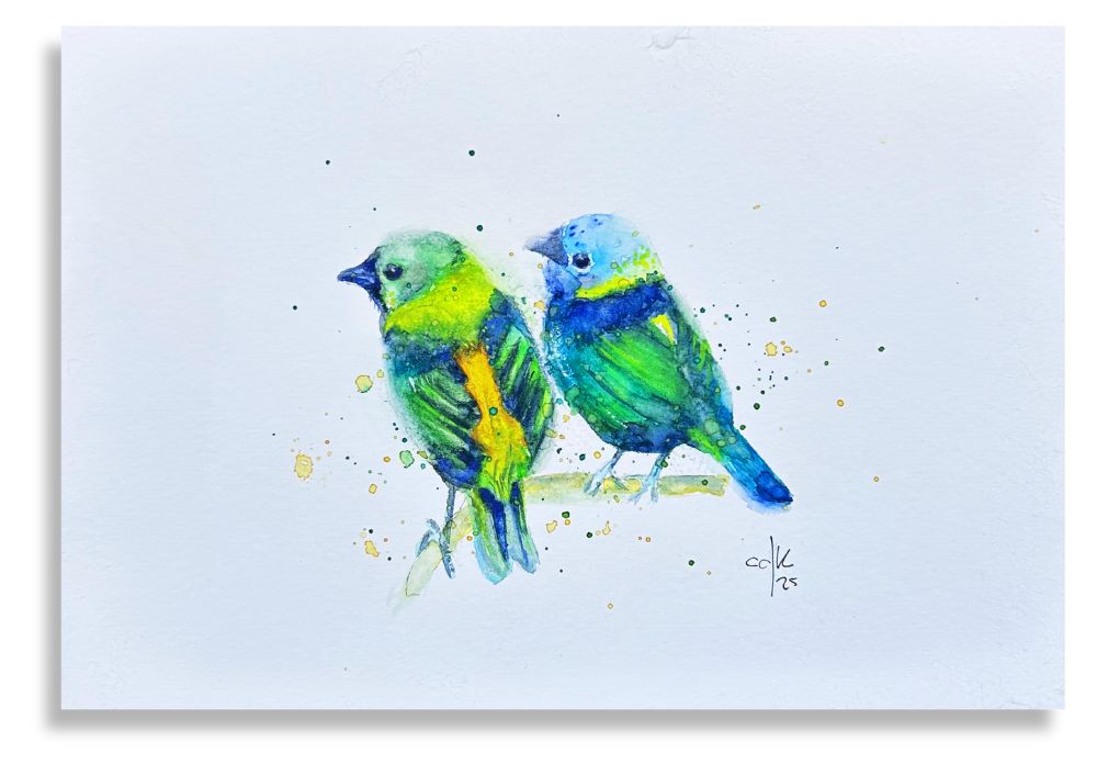 Sairás Sete Cores / Green-headed Tanage Couple