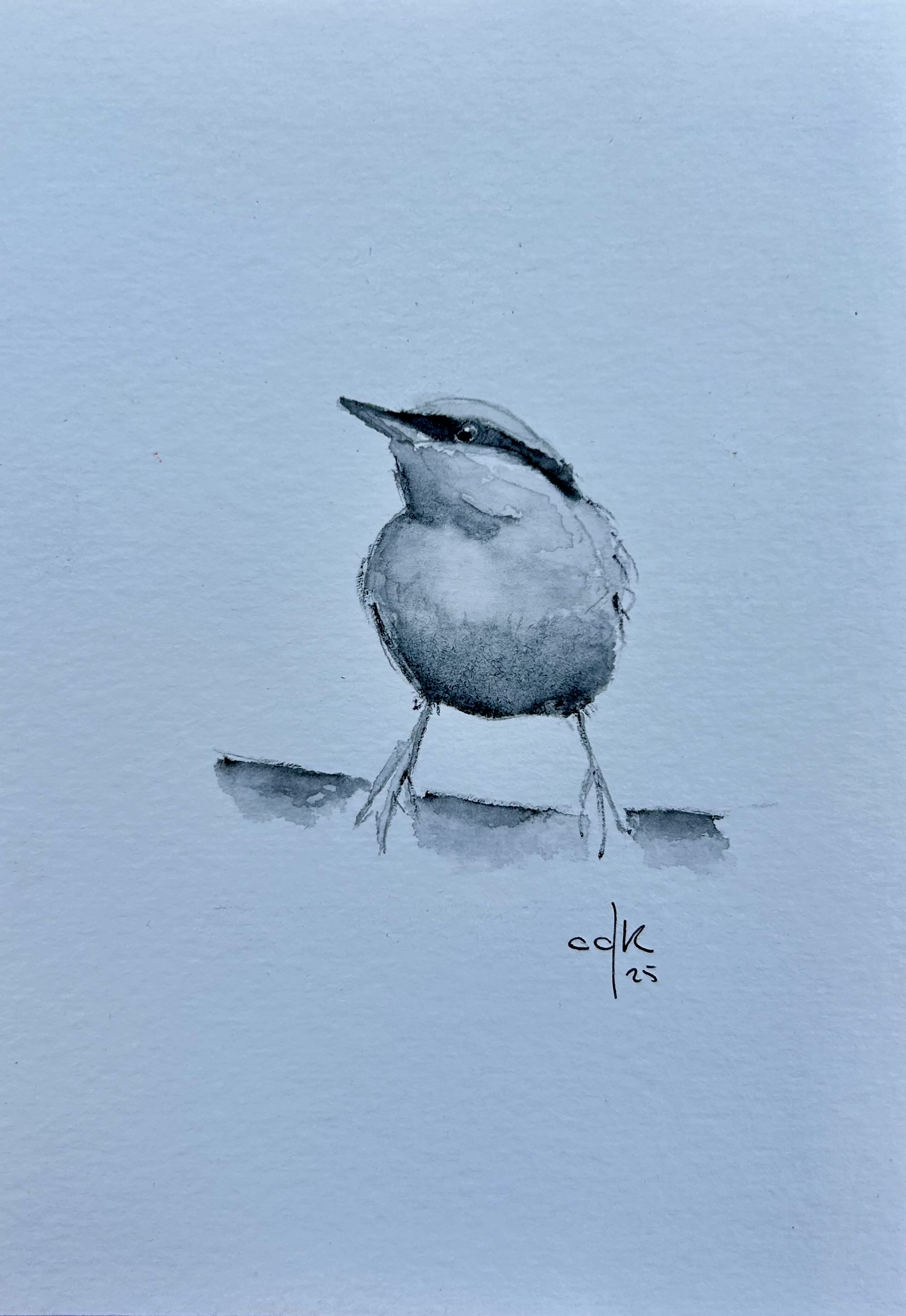 Bem-te-vi / Great Kiskadee