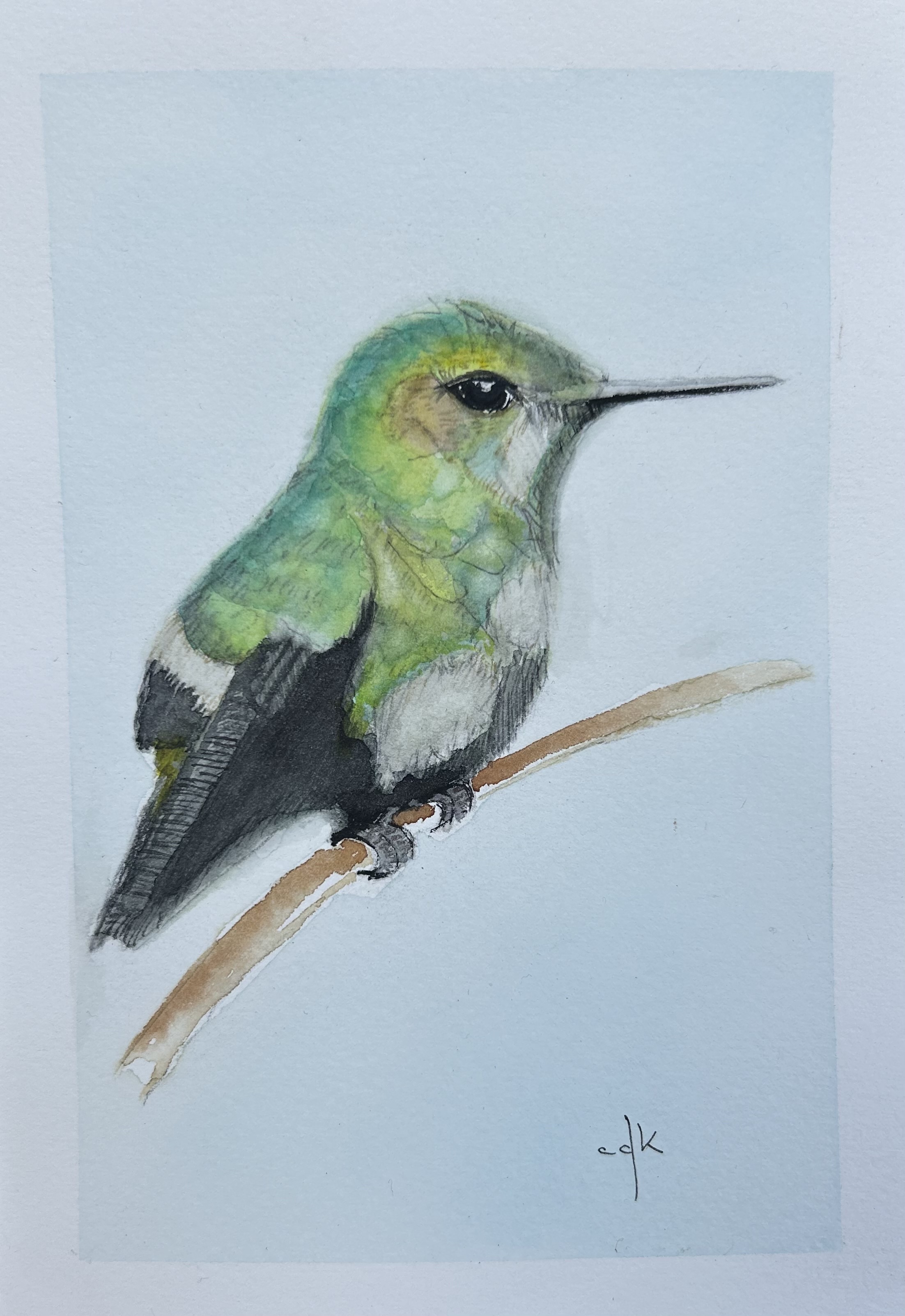 Bem-te-vi / Great Kiskadee