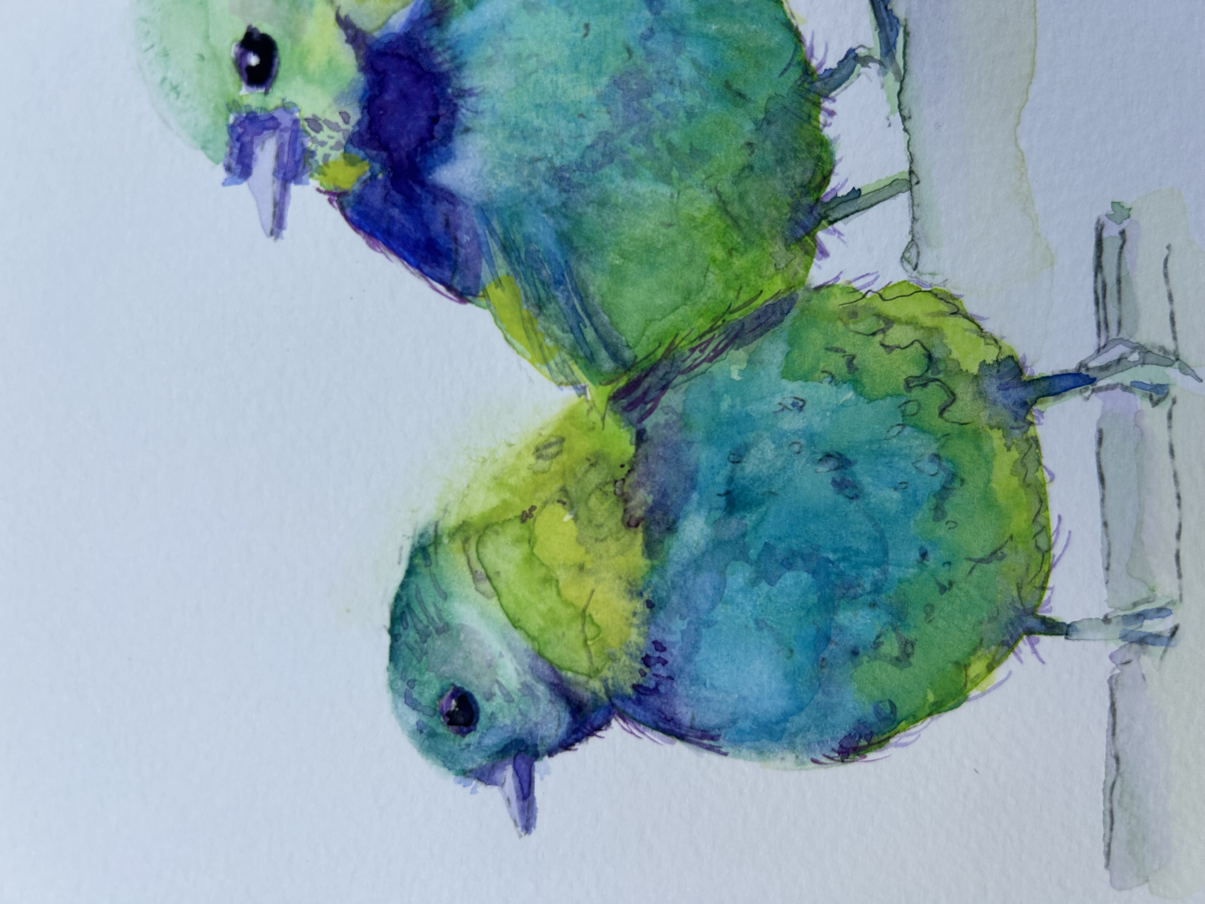 Sairás Sete Cores / Green-headed Tanage