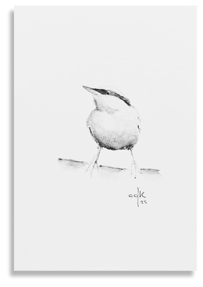 Bem-te-vi / Great Kiskadee