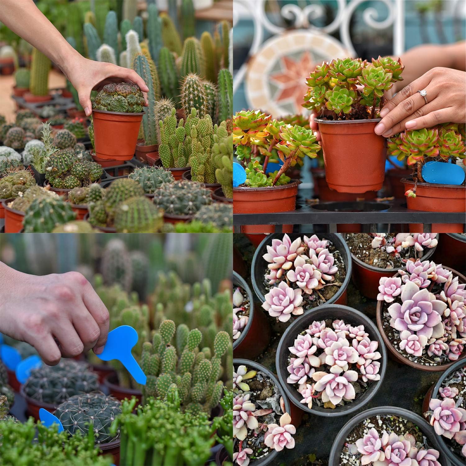 Macetas de plástico pequeñas