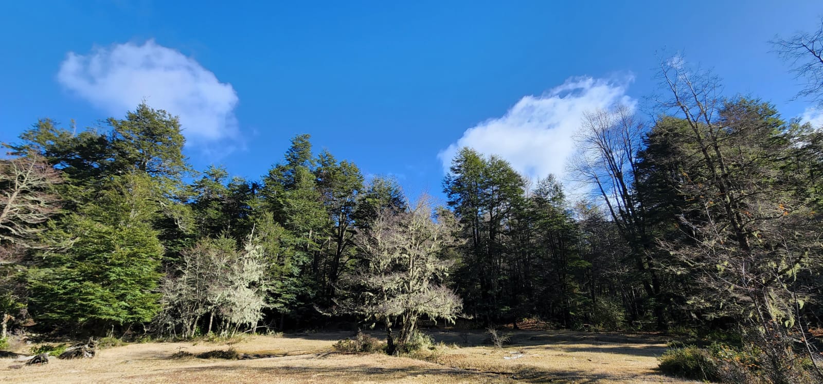 ✨ ¡TU REFUGIO DE MONTAÑA EN CURARREHUE!