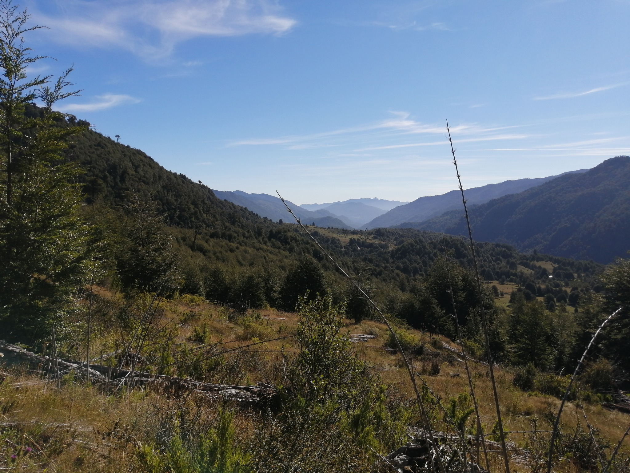🌲 ¡OPORTUNIDAD ÚNICA! TERRENO DE 52 HECTÁREAS EN LLANCALIL, PUCÓN