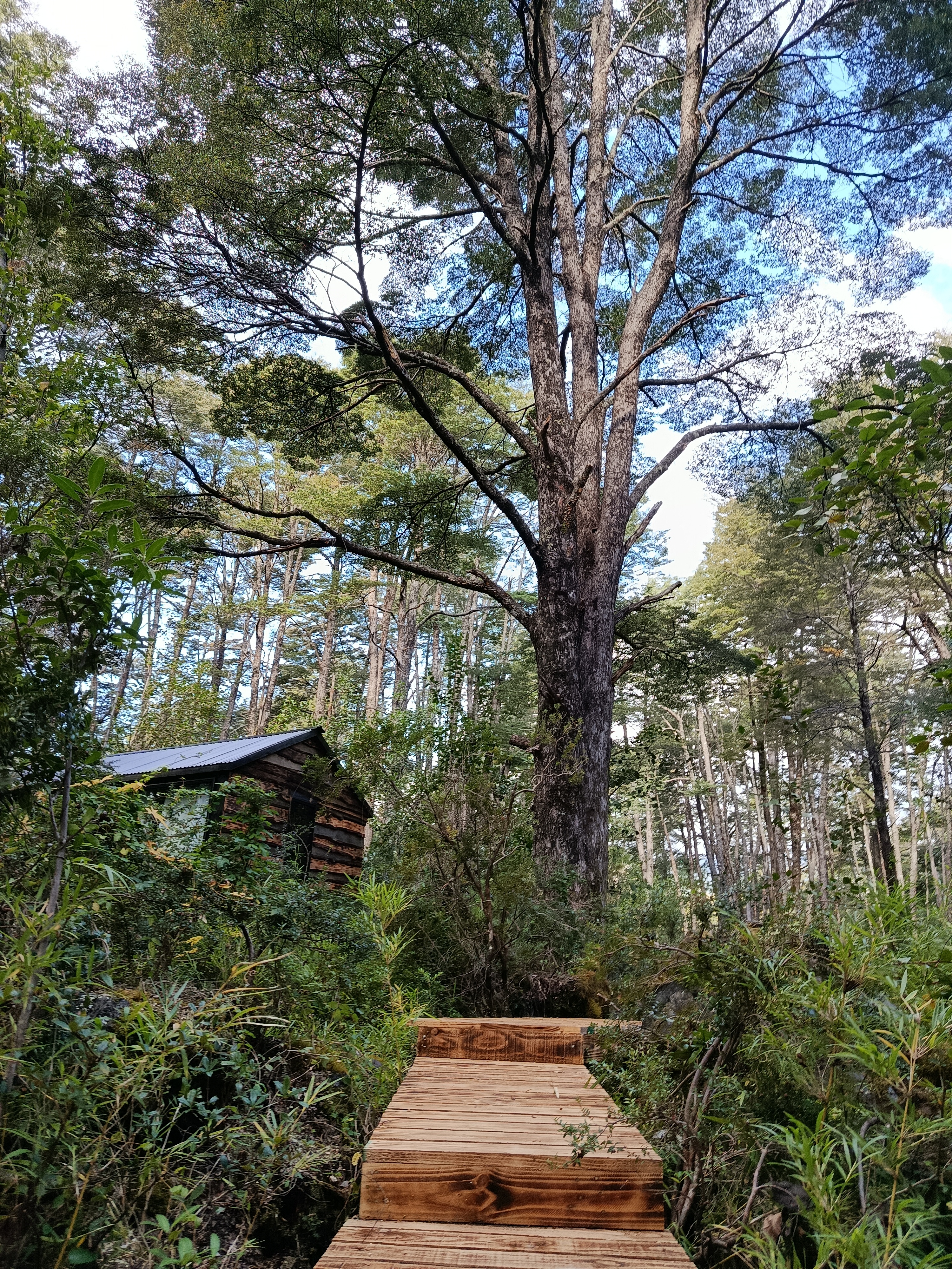 OPORTUNIDAD DE INVERSIÓN TURÍSTICA EN PUCON / CURARREHUE 🌲🏡
