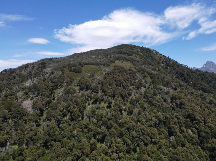 ✨ Fundo San Juan – Macro Lotes Ecológicos en Curarrehue 🌿