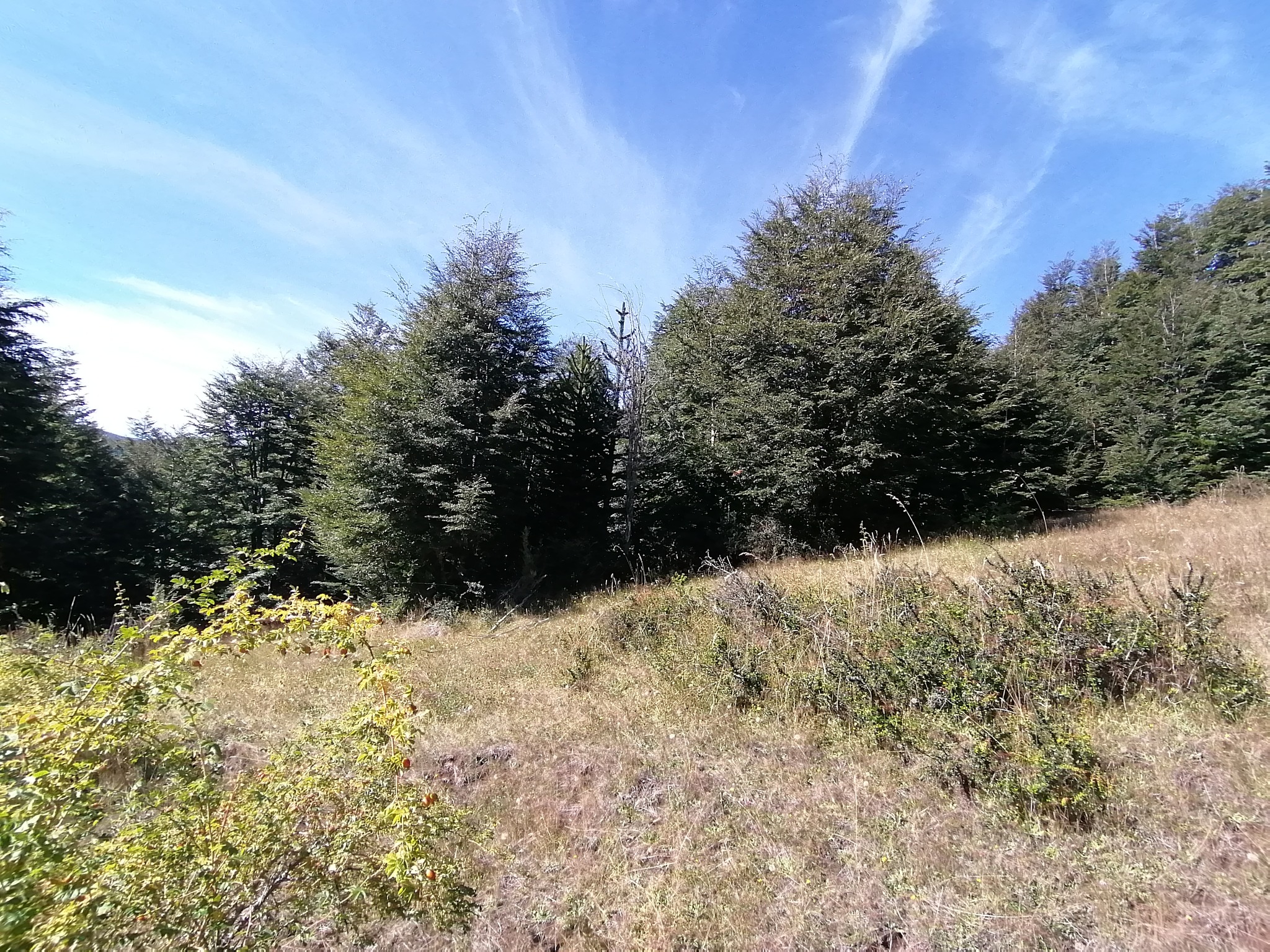 🌲 ¡OPORTUNIDAD ÚNICA! TERRENO DE 52 HECTÁREAS EN LLANCALIL, PUCÓN