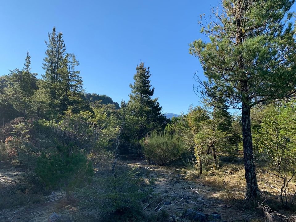 ✨ ¡PARAÍSO NATURAL EN CERDUO, A SOLO 14 KM DE PUCÓN!