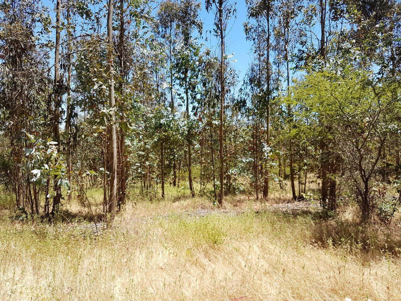 🌿🏡 PARCELA DE 5.000 m² EN LITUECHE 🌿🏡