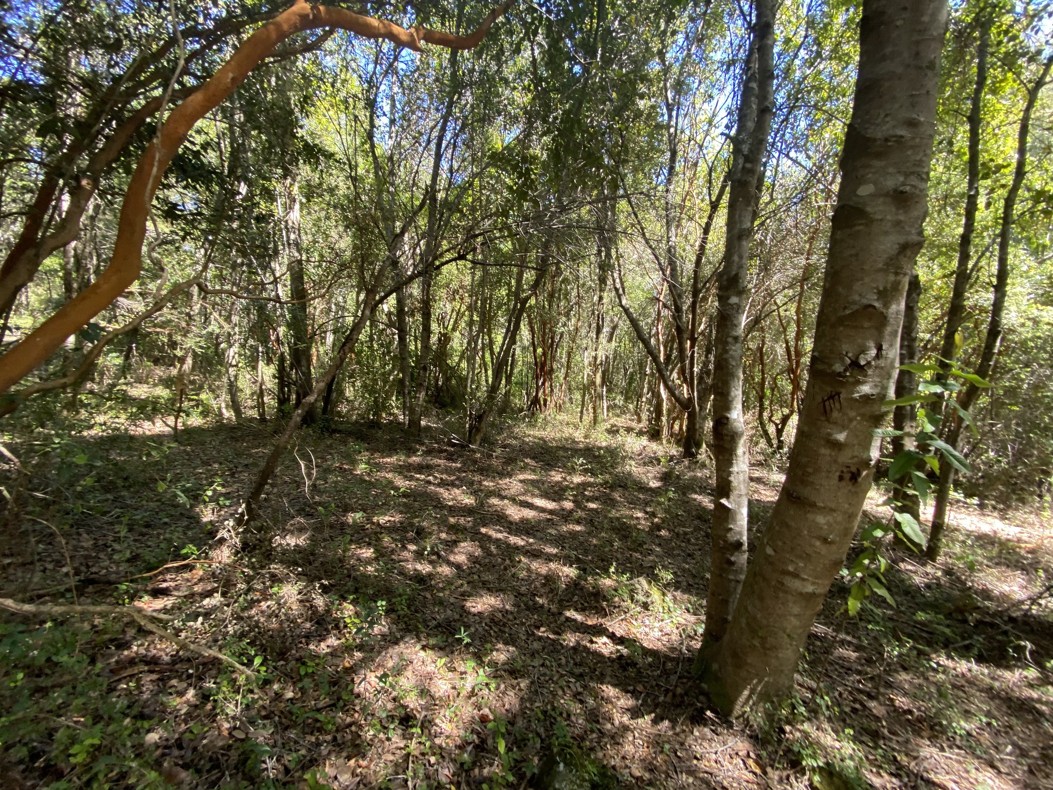 ✨ ¡SANTUARIO NATURAL EN CABURGUA, A MINUTOS DE PUCÓN!