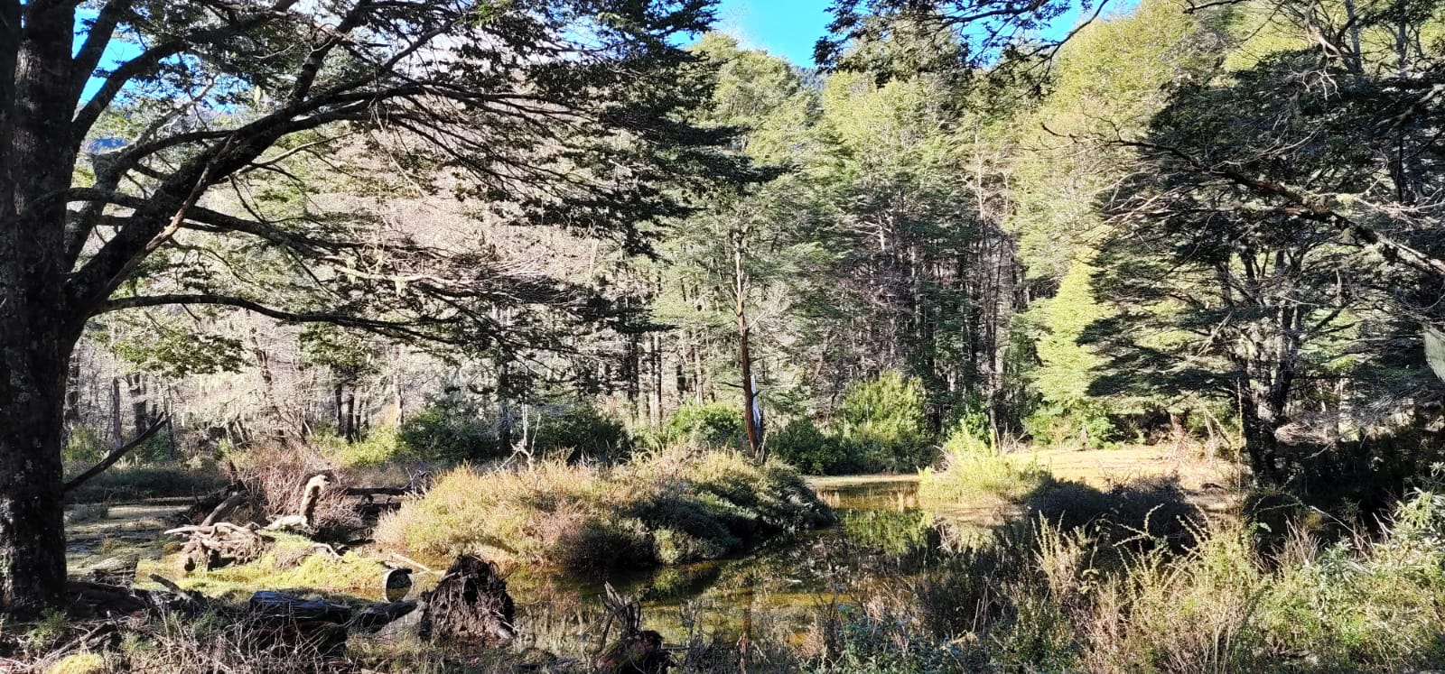 ✨ ¡TU REFUGIO DE MONTAÑA EN CURARREHUE!