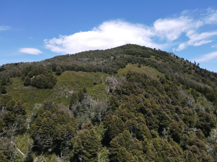 ✨ Fundo San Juan – Macro Lotes Ecológicos en Curarrehue 🌿