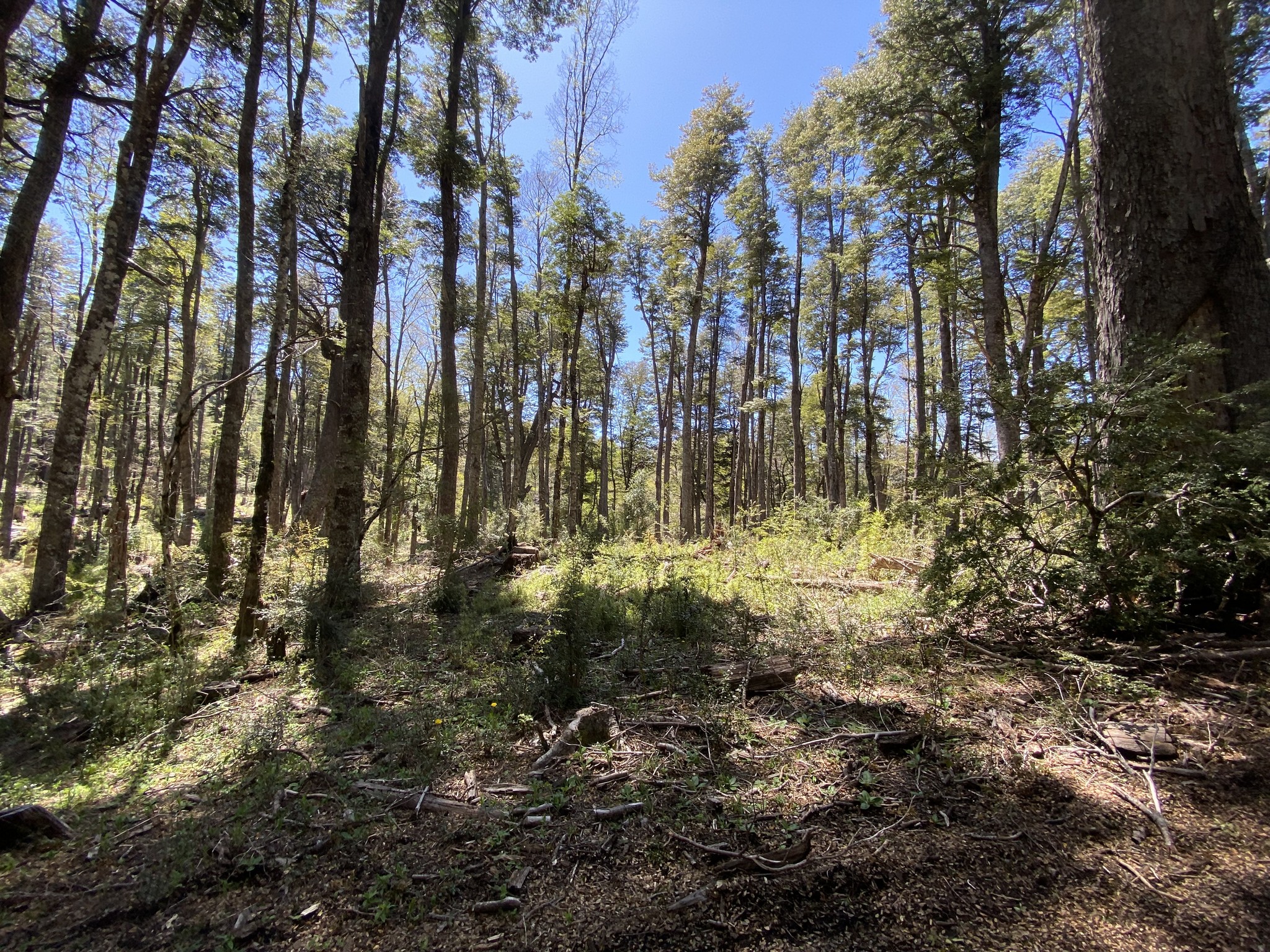 🌅 ¡PARCELAS A ORILLA DE LAGO, A MINUTOS DE PUCÓN!