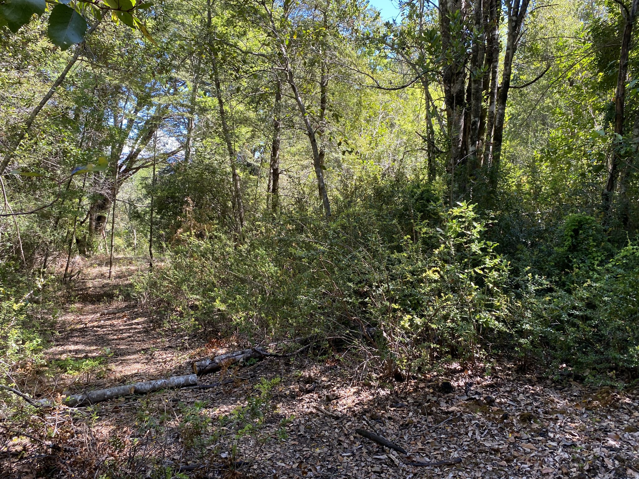 ✨ ¡SANTUARIO NATURAL EN CABURGUA, A MINUTOS DE PUCÓN!