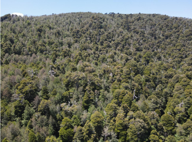 ✨ Fundo San Juan – Macro Lotes Ecológicos en Curarrehue 🌿