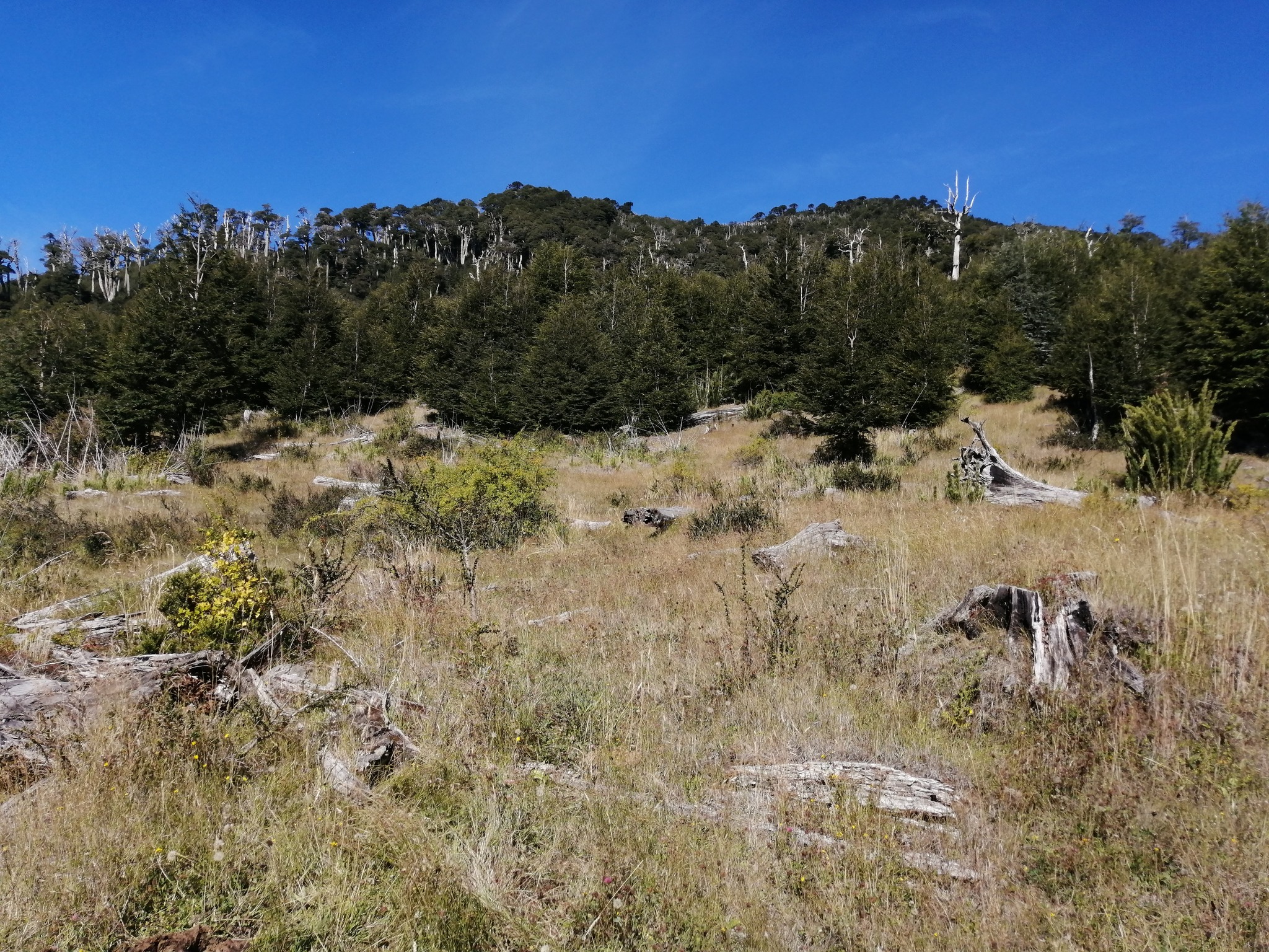 🌲 ¡OPORTUNIDAD ÚNICA! TERRENO DE 52 HECTÁREAS EN LLANCALIL, PUCÓN