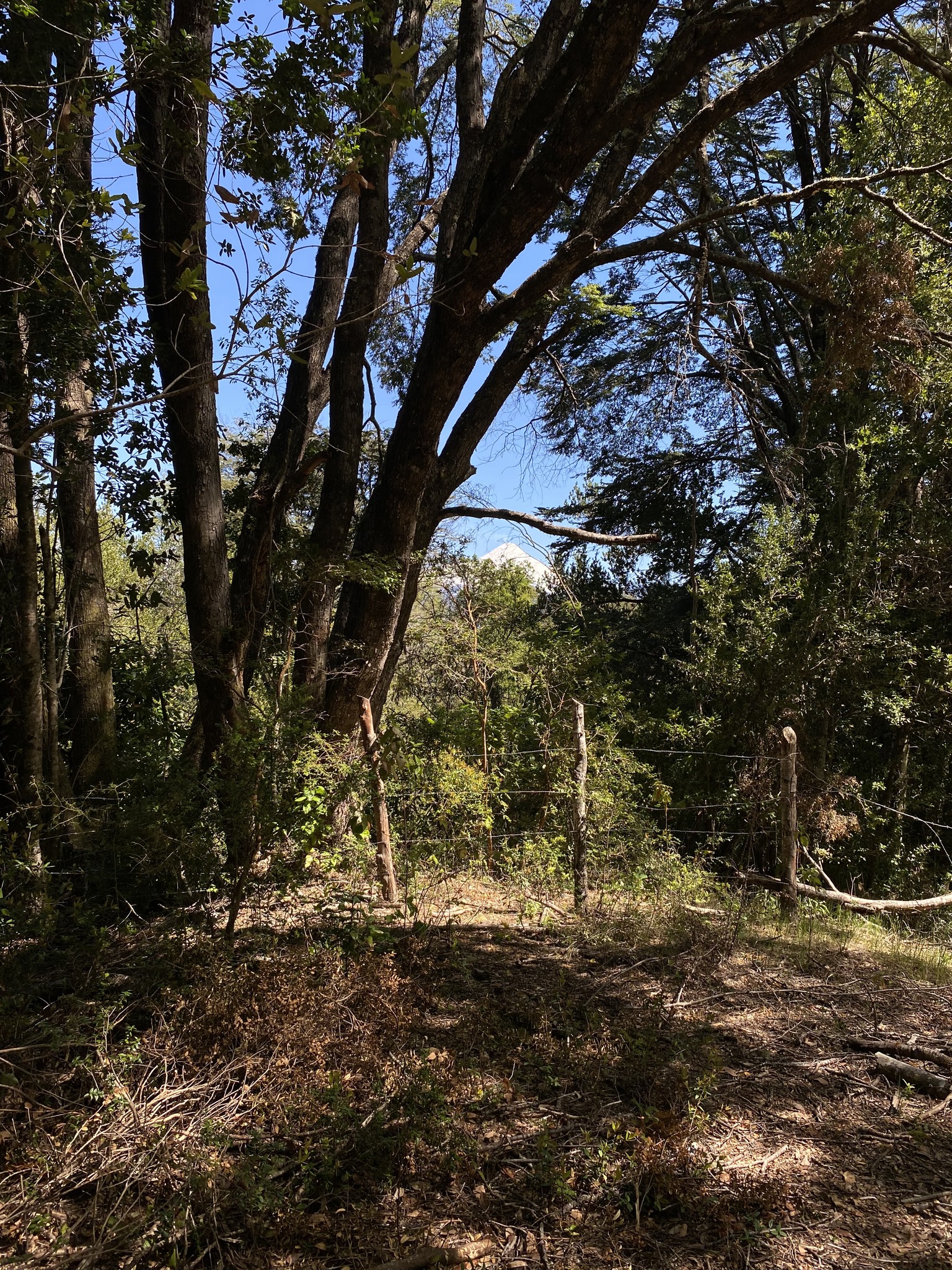 ✨ ¡SANTUARIO NATURAL EN CABURGUA, A MINUTOS DE PUCÓN!