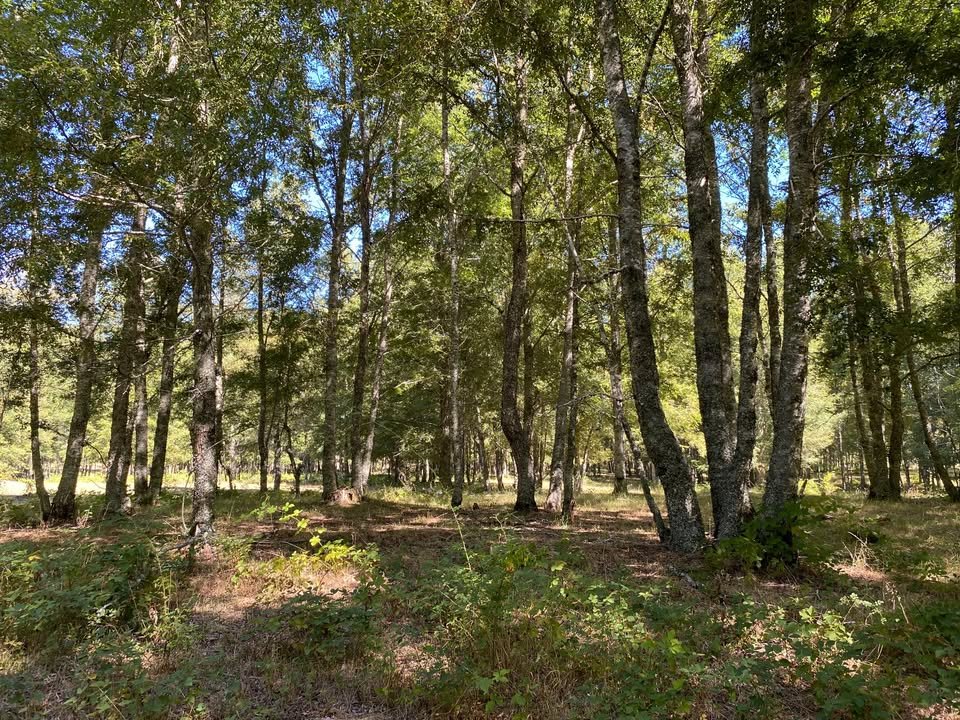 TERRENO A SÓLO 20 MIN DE PUCÓN