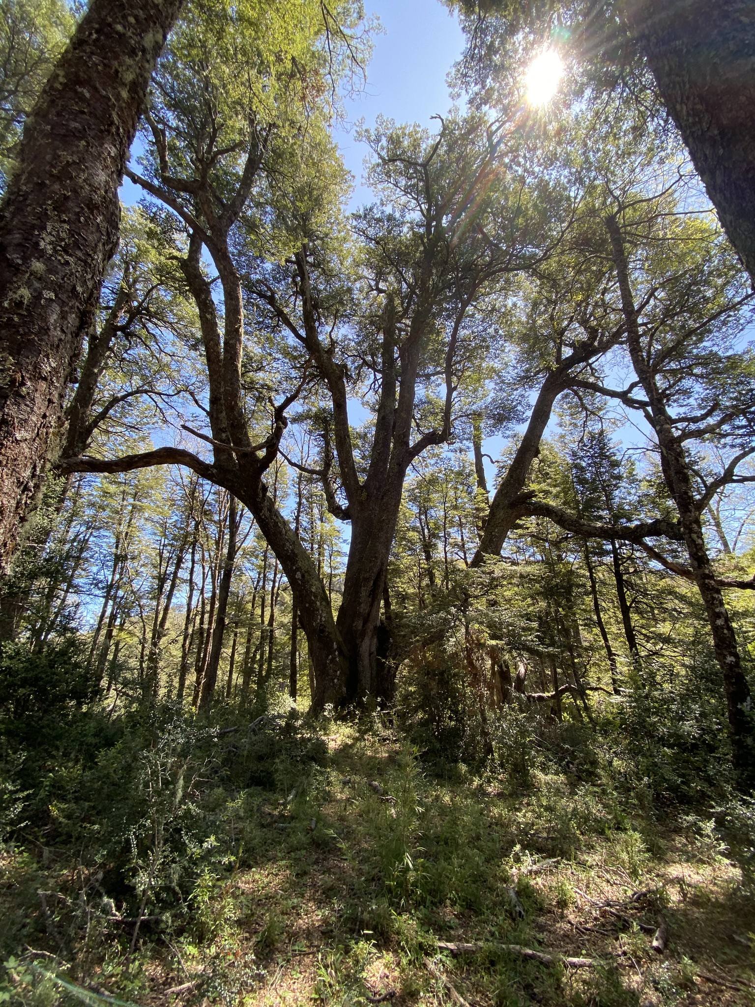 🌅 ¡PARCELAS A ORILLA DE LAGO, A MINUTOS DE PUCÓN!