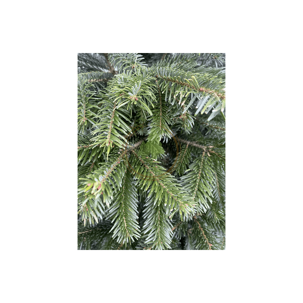 Natural Nordmann Fir 200-225cm