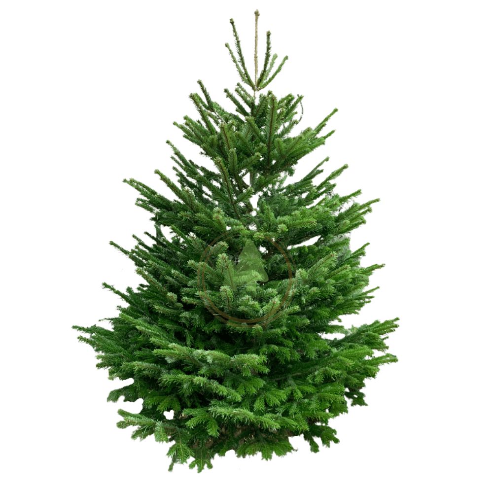 Natural Nordmann Fir 200-225cm
