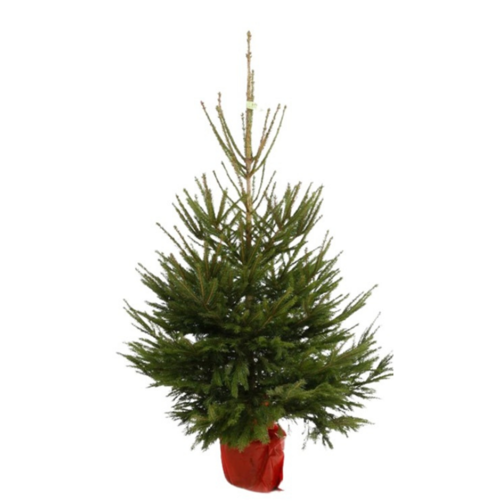 FLOWER - Norwegian red spruce Christmas tree in a 125/150cm pot