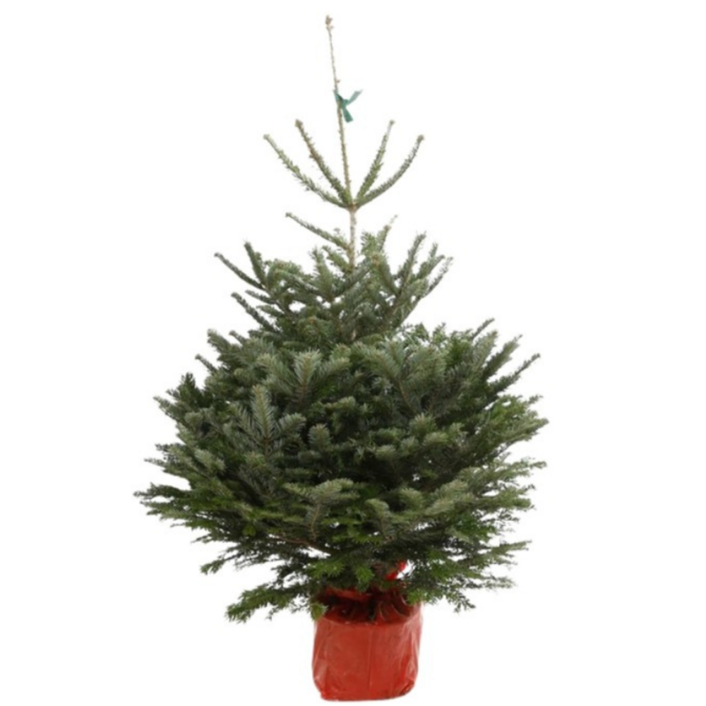 FLOWER - Nordmann fir Christmas tree in a 125/150 cm pot