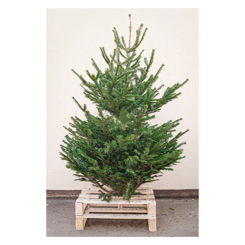 Natural Nordmann Fir 200-225cm