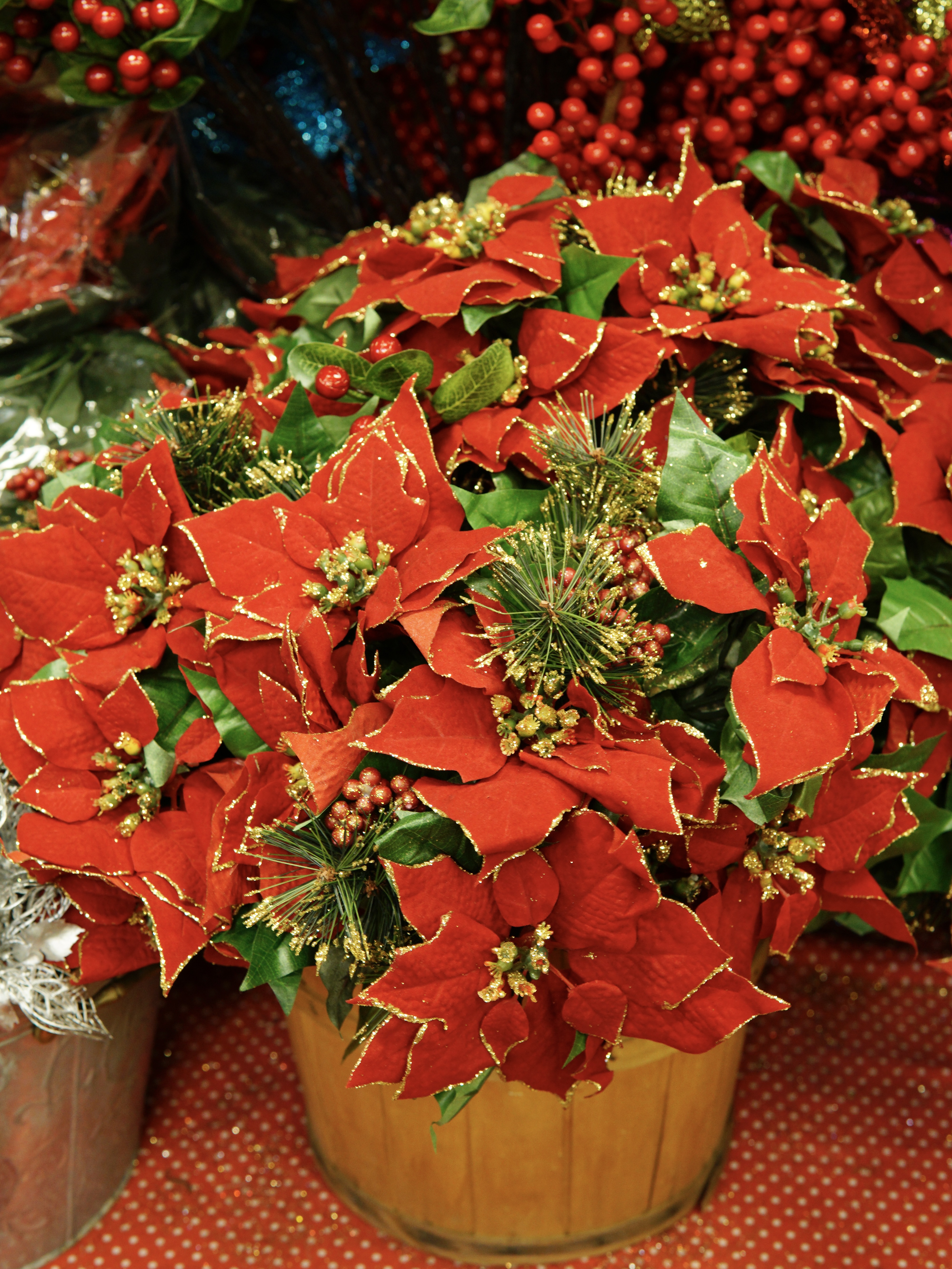 Christmas Poinsettia Selection