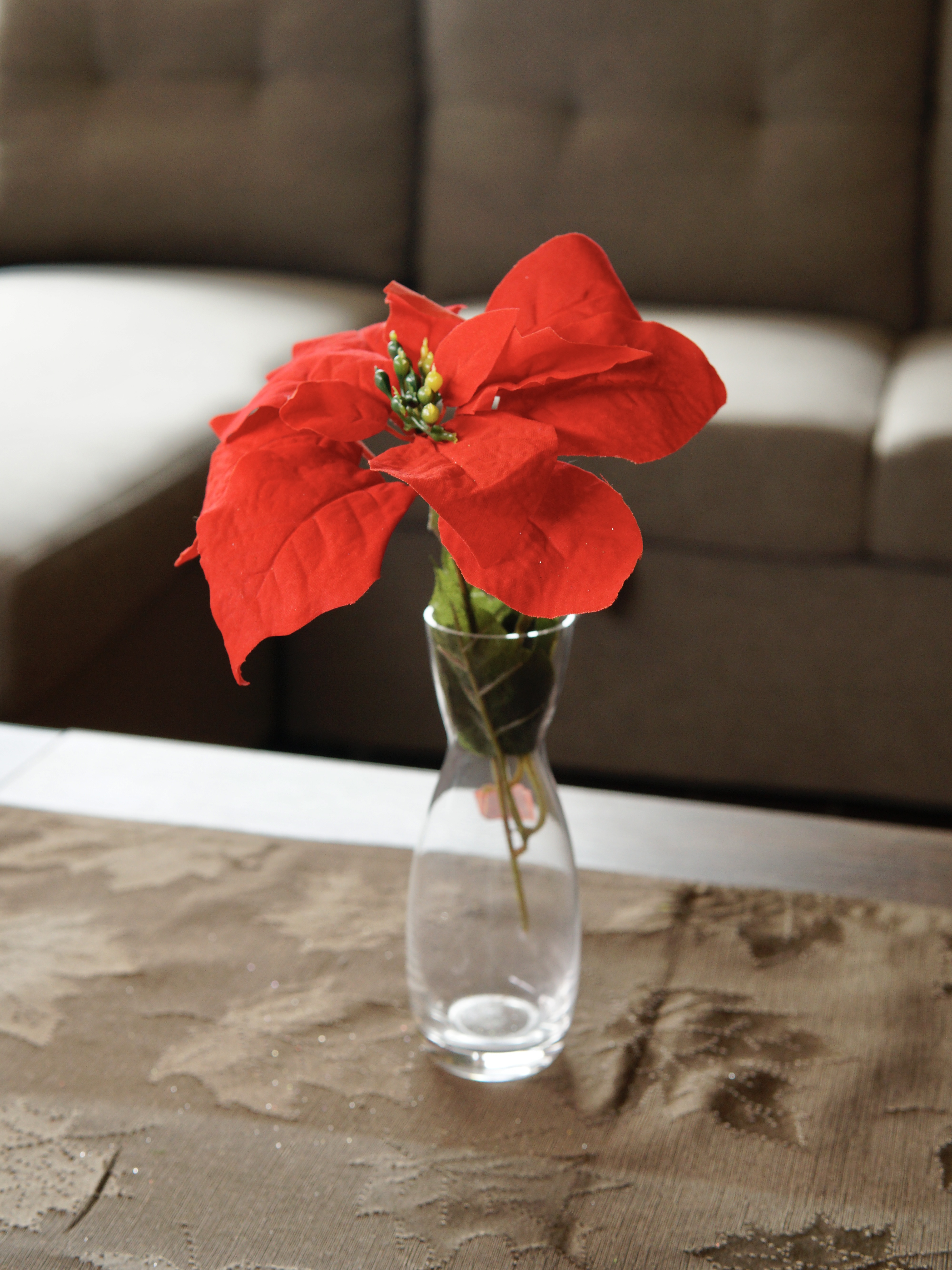 Natural Poinsettia Collection