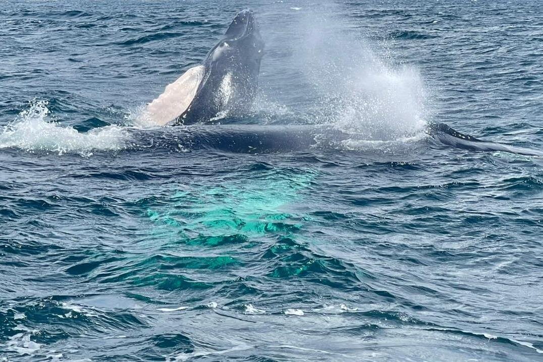 Excursión Observatorio de Ballenas y Salto El Limón