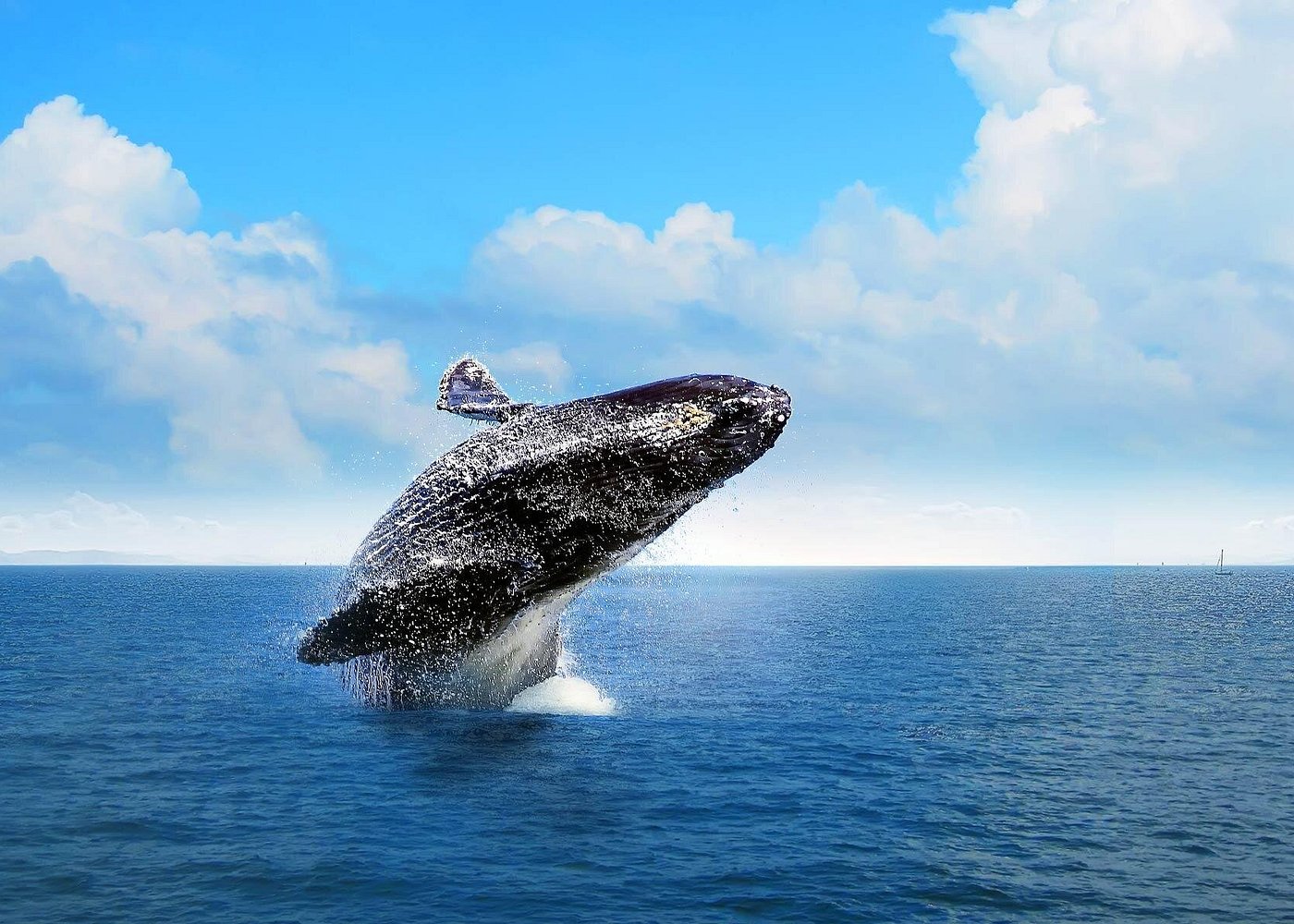 Excursión Observatorio de Ballenas y Salto El Limón